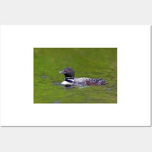 Common Loon with chick Posters and Art